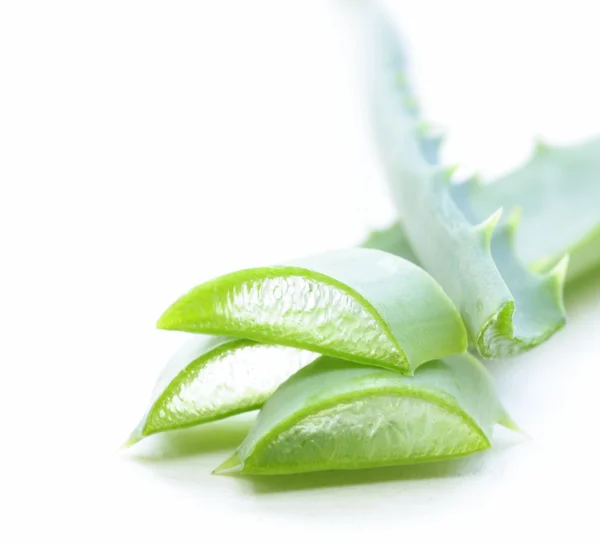 Fresh green leaves of aloe vera plant — Stock Photo, Image