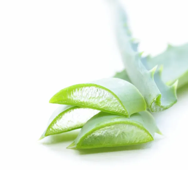 aloe vera bitki taze yeşil yaprakları