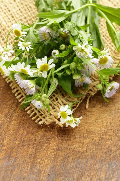 Természetes friss daisy vadvirágok fából készült háttér — Stock Fotó