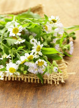 ahşap zemin üzerinde doğal taze papatya çiçekler