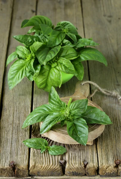 Albahaca verde fresca sobre fondo de madera — Foto de Stock