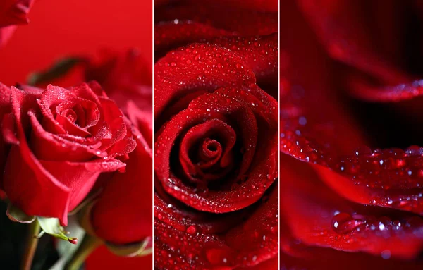 Collage Rojo Hermosa Rosa Macro Disparo — Foto de Stock