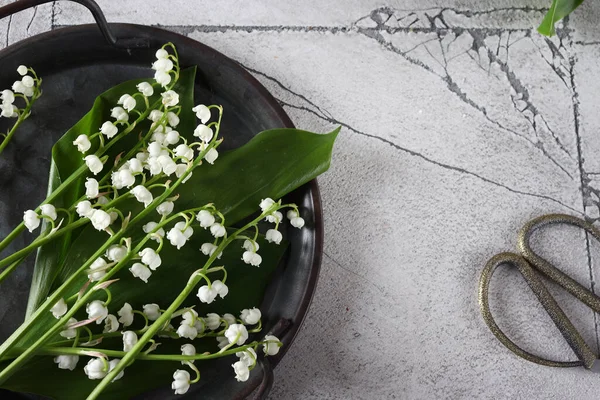 美しい春の花スズラン — ストック写真