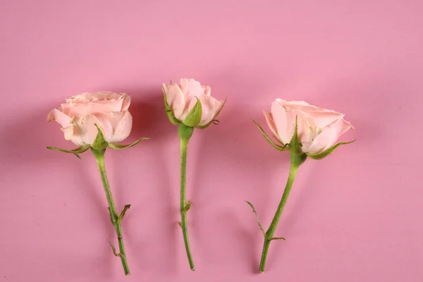 Fresh Organic Rose Flowers Pink Background — Stock Photo, Image