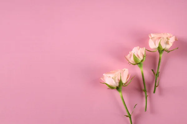 Verse Biologische Roos Bloemen Roze Achtergrond — Stockfoto