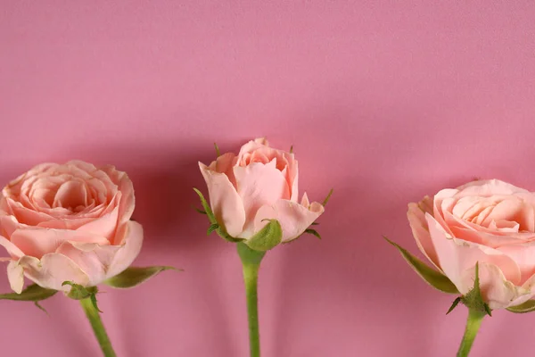 粉色背景的新鲜有机玫瑰花 — 图库照片