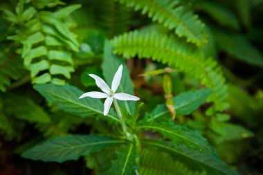 Samui, Tayland 'daki kelebek bahçesinde çiçekler.