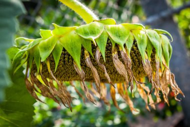 Ayçiçeği Koh Samui Tayland