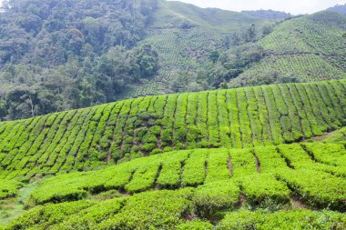 Cameron Highlands, Malezya 'daki çay çiftliği..