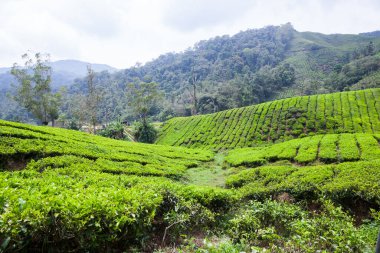 Cameron Highlands, Malezya 'daki çay çiftliği..