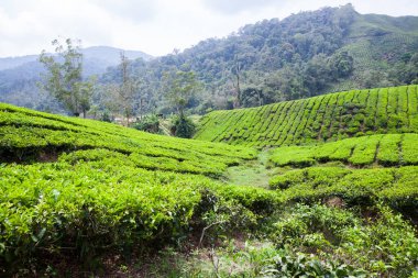 Cameron Highlands, Malezya 'daki çay çiftliği..