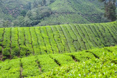 Cameron Highlands, Malezya 'daki çay çiftliği..