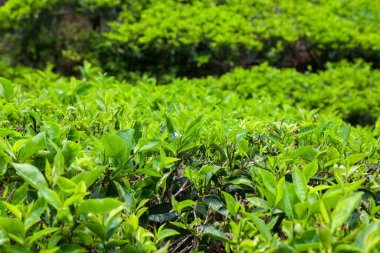 Cameron Highlands, Malezya 'daki çay çiftliği..
