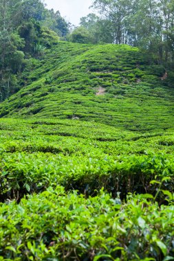 Cameron Highlands, Malezya 'daki çay çiftliği..