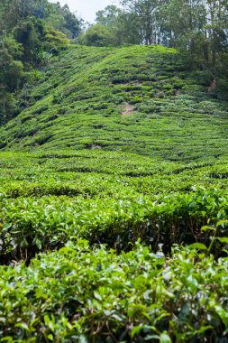 Cameron Highlands, Malezya 'daki çay çiftliği..
