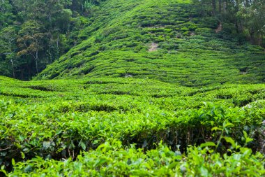Cameron Highlands, Malezya 'daki çay çiftliği..