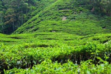 Cameron Highlands, Malezya 'daki çay çiftliği..