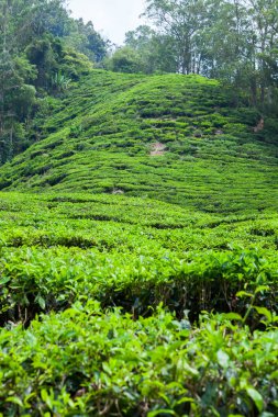 Cameron Highlands, Malezya 'daki çay çiftliği..