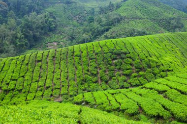 Cameron Highlands, Malezya 'daki çay çiftliği..