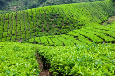 Cameron Highlands, Malezya 'daki çay çiftliği..