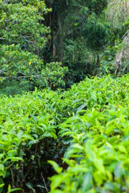 Cameron Highlands, Malezya 'daki çay çiftliği..