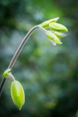 Singapur Bahçe en güzel çiçekler.
