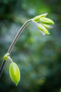 Singapur Bahçe en güzel çiçekler.