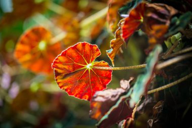 Singapur Bahçe en güzel çiçekler.