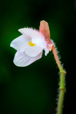 Singapur Bahçe en güzel çiçekler.