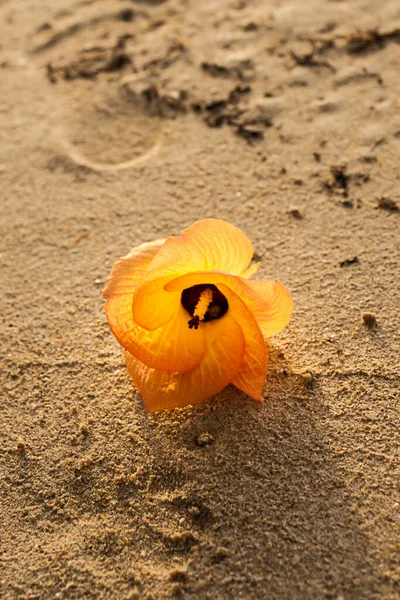 Una Hermosa Flor Roja Playa Junto Mar Vista Del Mar —  Fotos de Stock