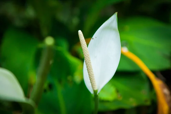 Blommor Fjärilsträdgården Samui Thailand — Stockfoto