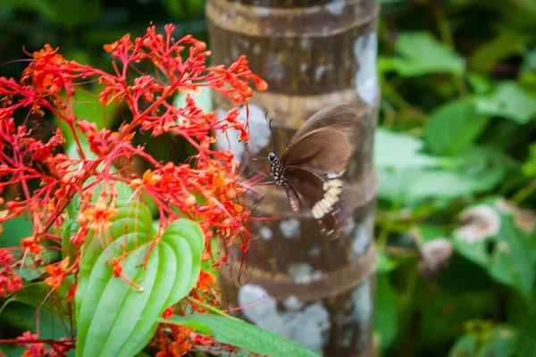 Kwiaty Ogrodzie Motyl Samui Tajlandia — Zdjęcie stockowe
