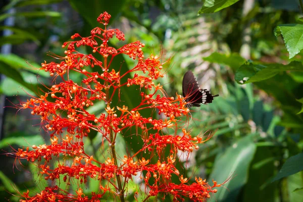 Flores Jardim Borboleta Samui Tailândia — Fotografia de Stock