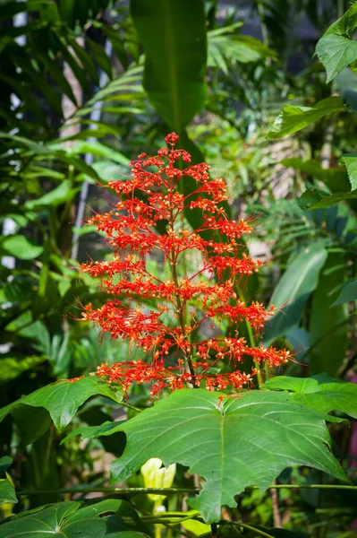 Samui Tayland Daki Kelebek Bahçesinde Çiçekler — Stok fotoğraf