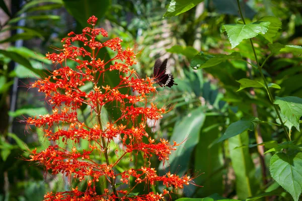 Fleurs Dans Jardin Papillons Samui Thaïlande — Photo