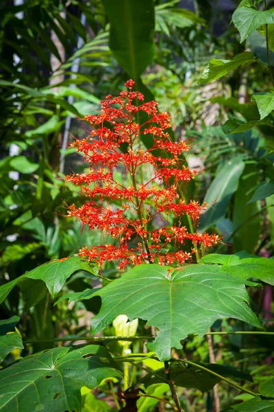 Fiori Nel Giardino Delle Farfalle Samui Thailandia — Foto Stock