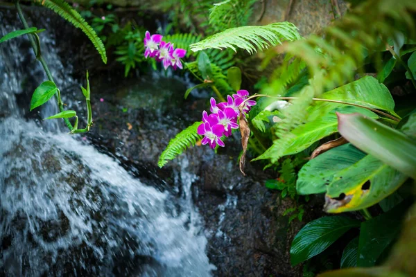 Blumen Schmetterlingsgarten Auf Samui Thailand — Stockfoto