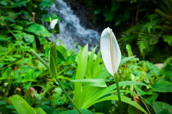 泰国萨穆伊蝴蝶花园的花朵 — 图库照片