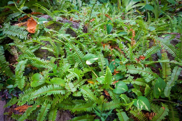 Blommor Fjärilsträdgården Samui Thailand — Stockfoto