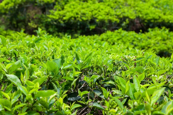 Tea Plantation Cameron Highlands Malaysia — Stock Photo, Image