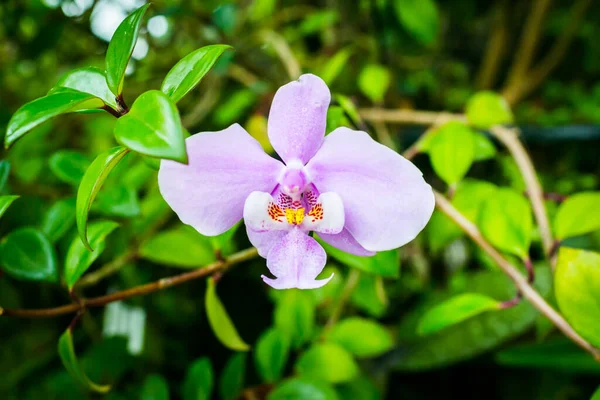 新加坡花园里的美丽花朵 — 图库照片