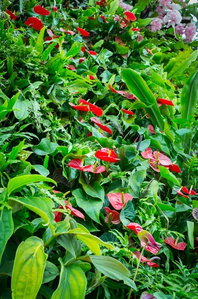 Hermosas Flores Jardín Singapur — Foto de Stock