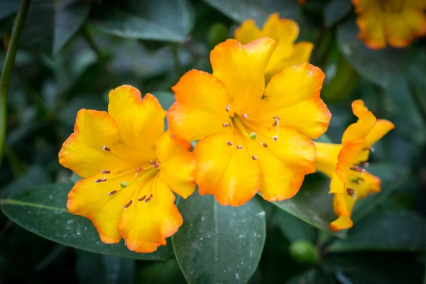 新加坡花园里的美丽花朵 — 图库照片