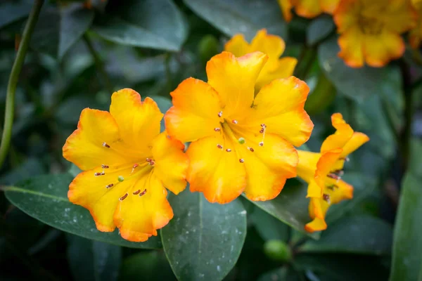 Bellissimi Fiori Nel Giardino Singapore — Foto Stock