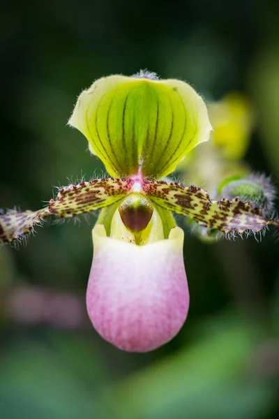 Prachtige Orchidee Bloemen Tuin Singapore — Stockfoto