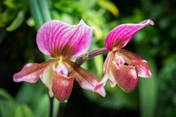 Hermosas Flores Jardín Singapur — Foto de Stock