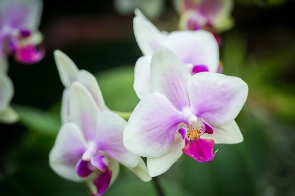 Prachtige Bloemen Tuin Singapore — Stockfoto