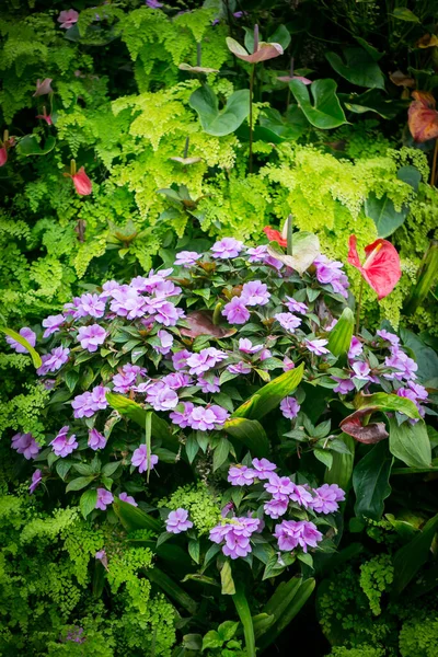 Prachtige Bloemen Tuin Singapore — Stockfoto