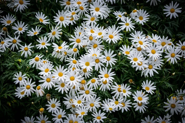 Hermosas Flores Jardín Singapur —  Fotos de Stock