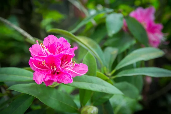 Lindas Flores Jardim Singapura — Fotografia de Stock